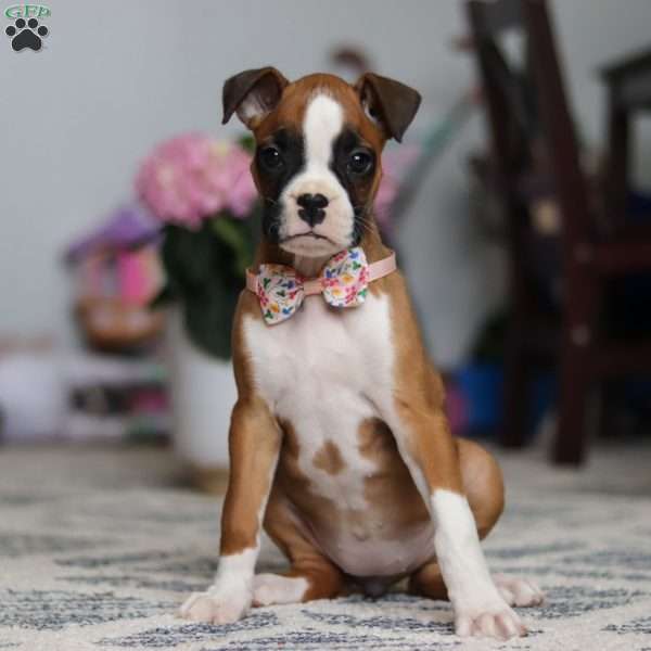 Indigo, Boxer Puppy